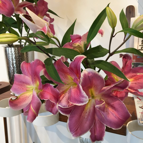 37027087_10214384269497727_1640263407800156160_o