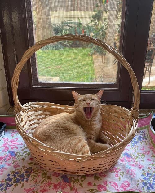 91854889_10219554516550672_7338762433437106176_n